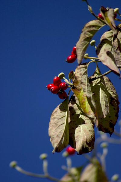 CRW_0984