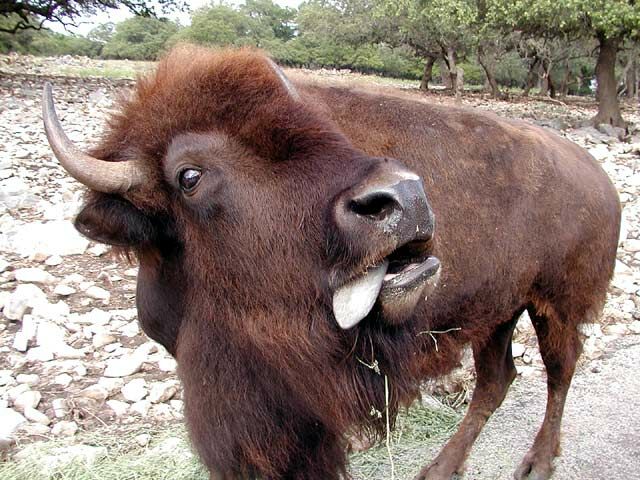 Crazy_Buffalo.jpg