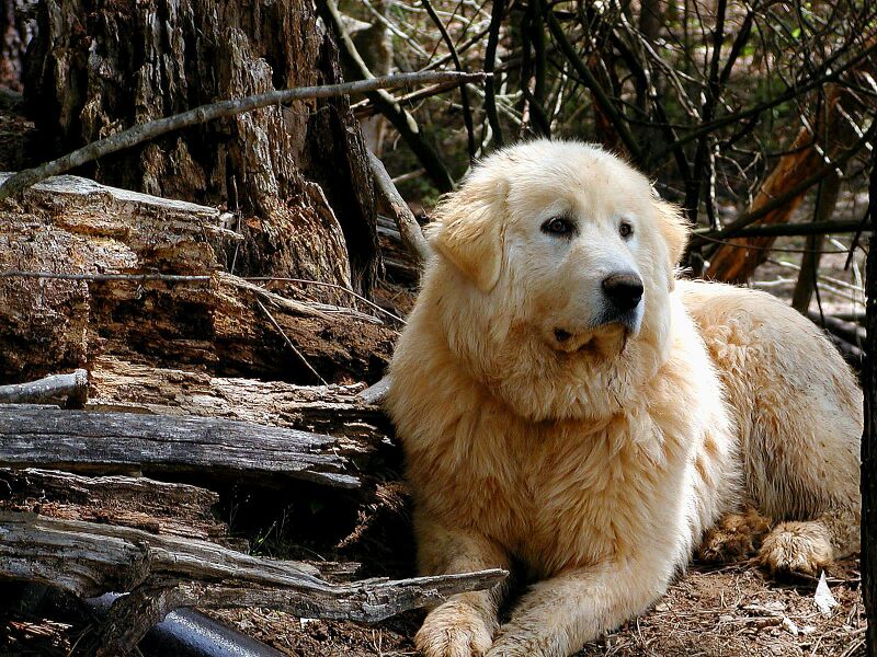 KingDog.jpg