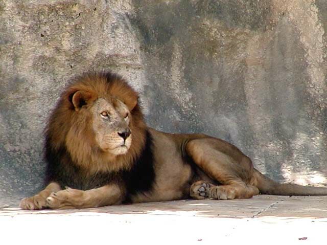 Lion.jpg