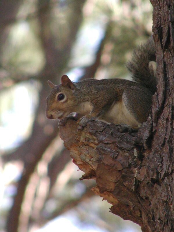 Squirrel.jpg