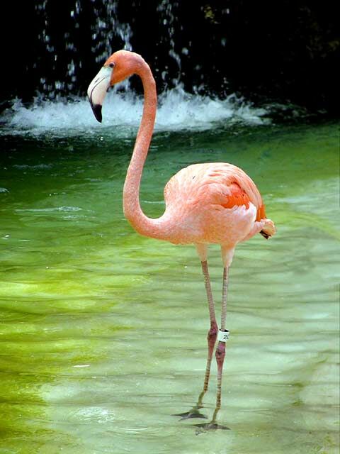 flamingo2.jpg