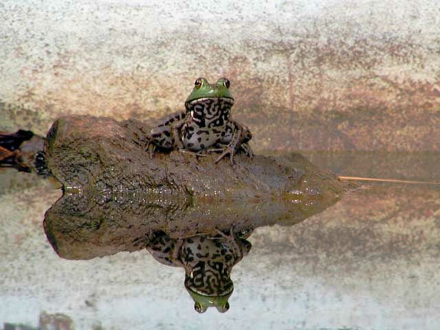 frog2_640.jpg