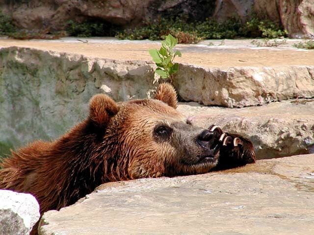 puzzled_Grizzly.jpg