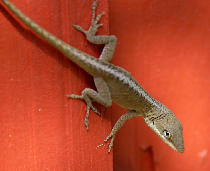 Lizard