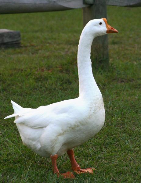 Duck