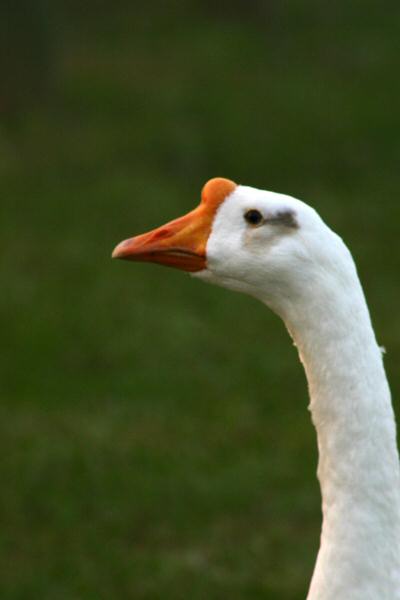 DuckHead