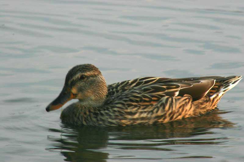 Female_Mallard_40th_sec