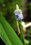 IMG_0085_crop