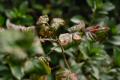 Thorns_MOD
