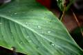 Wet_Leaf_Mod