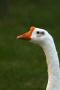 DuckHead