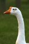 DuckHead2