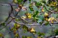 Leaves2