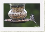 ChickaDee * 800 x 547 * (143KB)