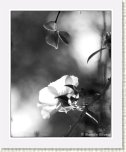 Grow_To_The_Light * 645 x 800 * (133KB)