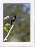 IMG_9969 * 581 x 800 * (44KB)