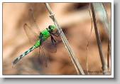 Dragonfly_3 * 800 x 547 * (166KB)
