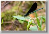 Dragonfly_4 * 800 x 552 * (169KB)
