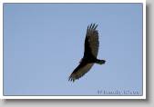 IMG_0407 * 800 x 547 * (103KB)