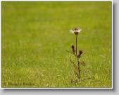 LoneWeed * 766 x 600 * (185KB)