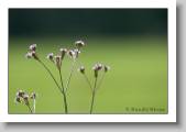 WildFlowers * 800 x 559 * (94KB)