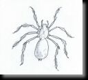 Spider.jpg