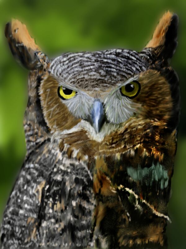 owl.jpg