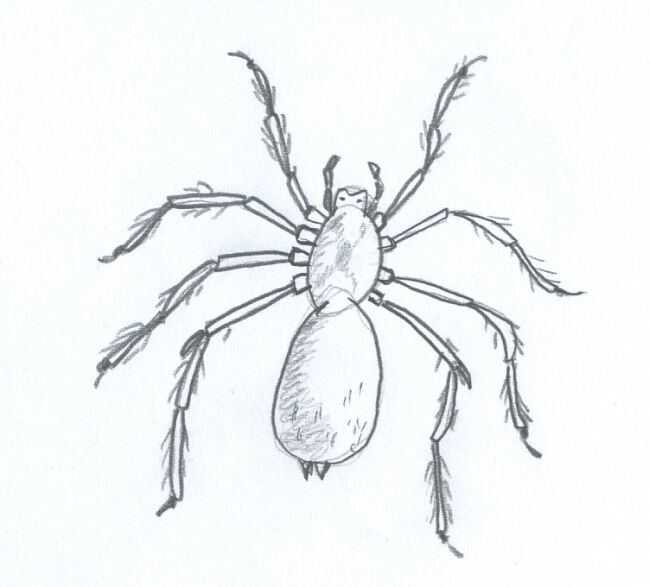 Spider.jpg